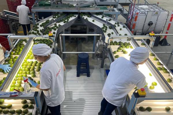 Colombian hass avocado