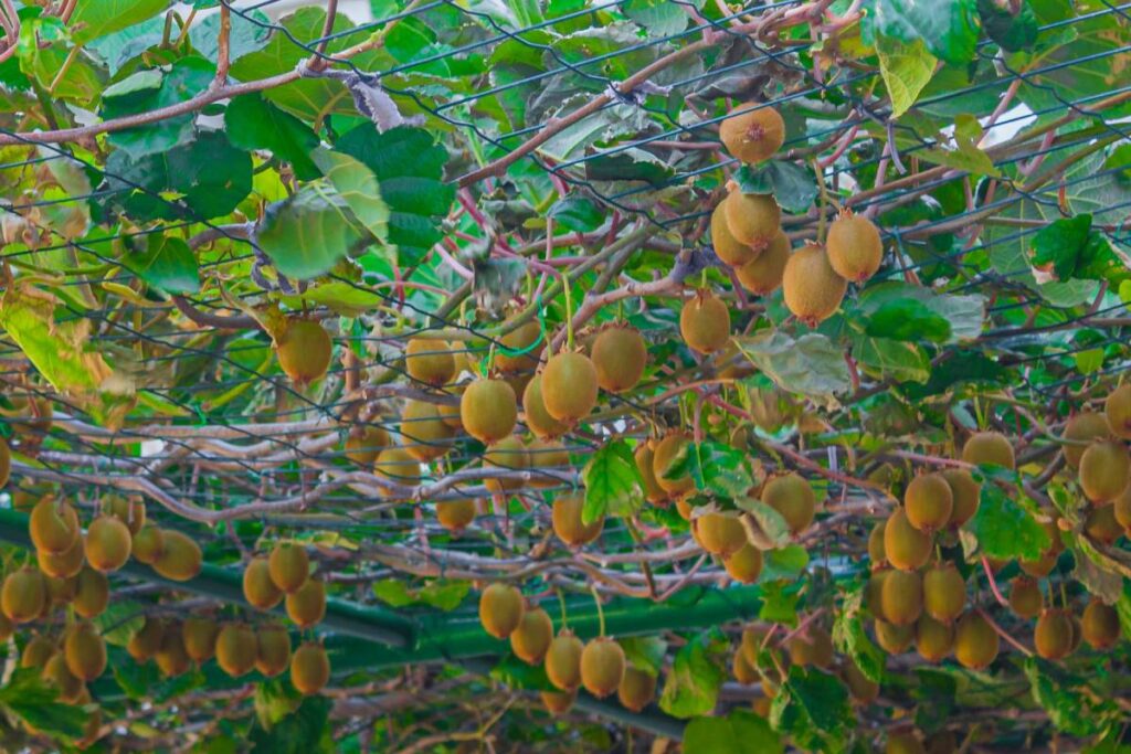 Chilean kiwifruit industry projects bigger volumes in 2026 and anticipates structural growth toward 2030