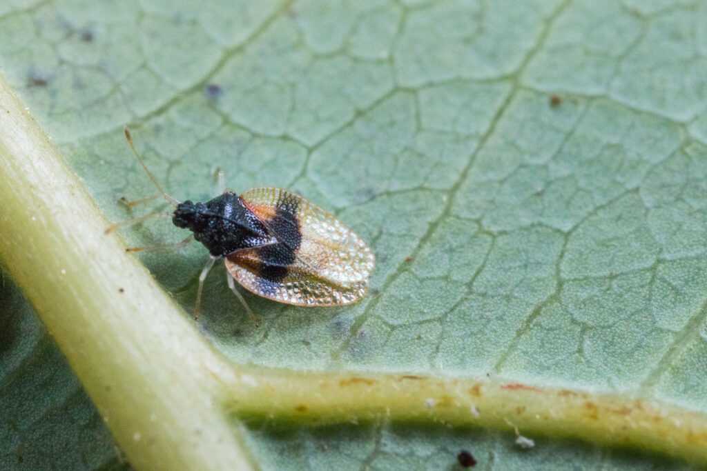 California avocado growers face renewed lace bug threat as second invasion spreads