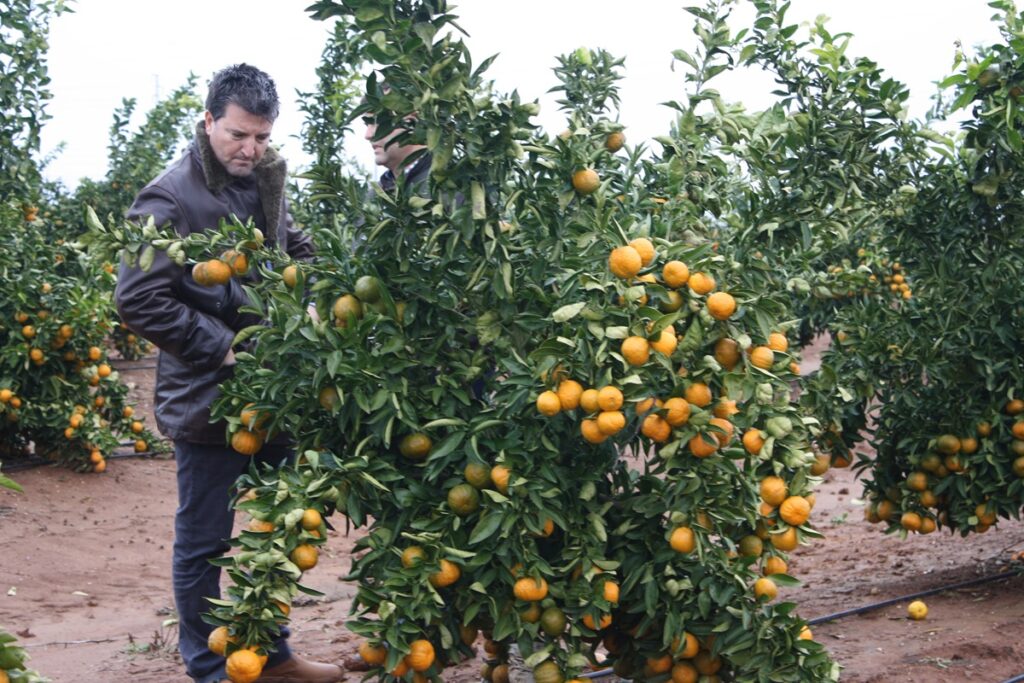 Tang Gold mandarin plantings hit full capacity in Italy