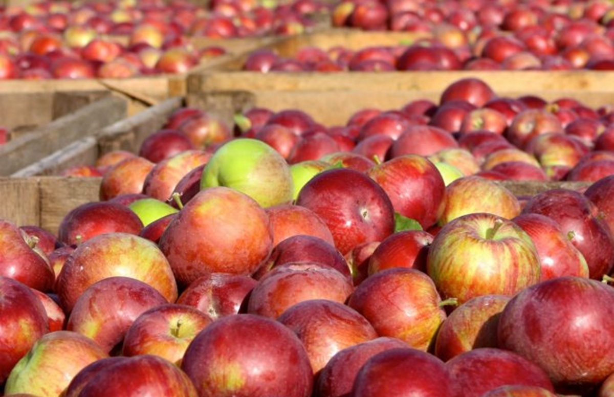 Michigan Apple Committee names new leadership