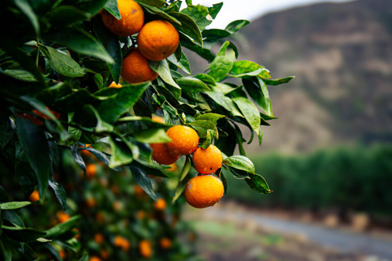 Ojai Pixie on branch