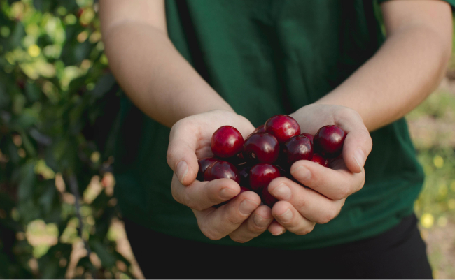 Anthocyanins - Dark sweet cherries may slow aggressive breast cancer metastasis
