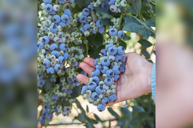 Fall Creek blueberry variety