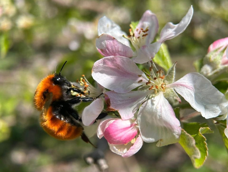 Preserving native pollinators can boost fruit yields, Chilean research says