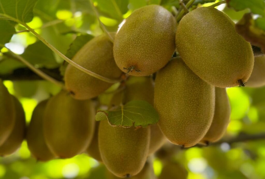 Primland kiwifruit: Chilean crop soars 20 percent as South African season kicks off strong