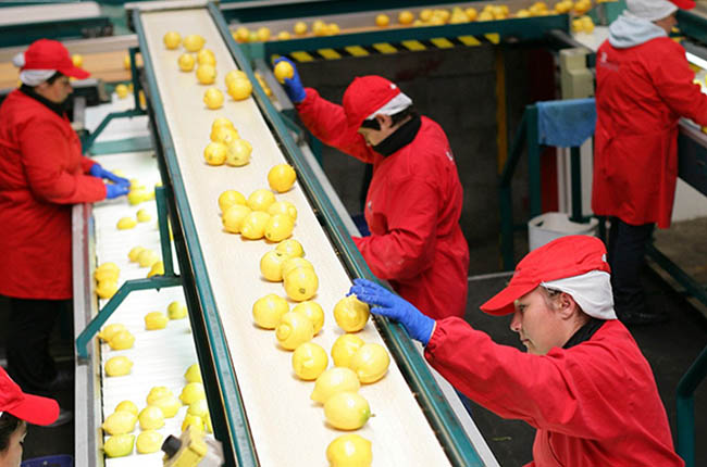 Limoneira reports first quarter 2026 revenue decline