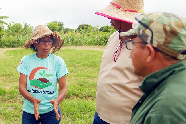 Venezuela responds to TR4 outbreak with crop diversification program