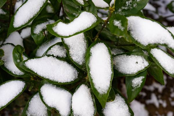 Citrus tree potentially damaged by a freeze