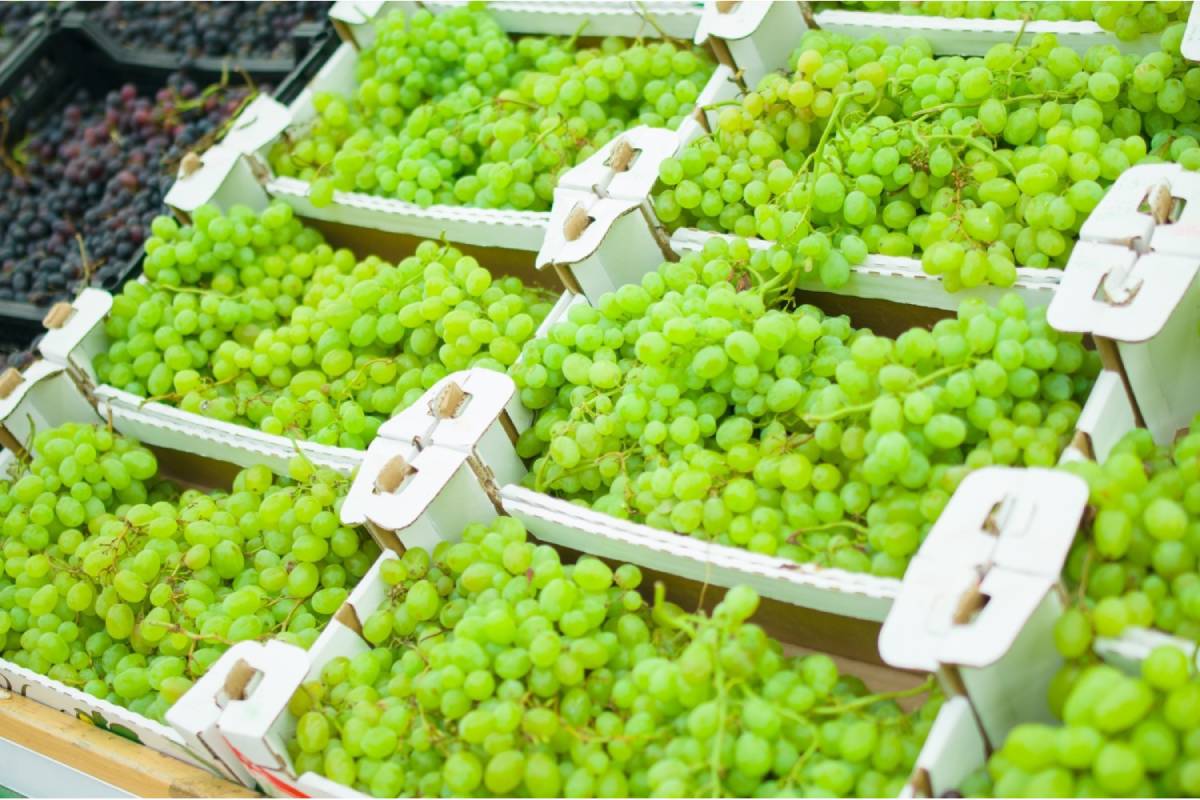 South African table grape exports surpass 67.8 million cartons, up four percent year-over-year