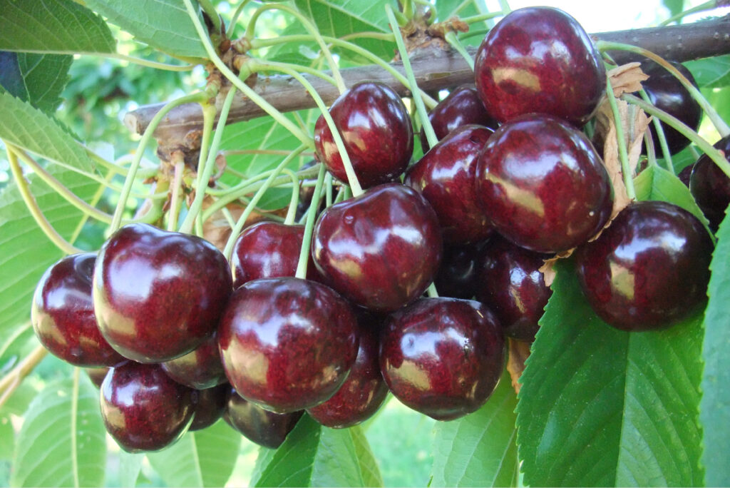 Dark sweet cherries may slow aggressive breast cancer metastasis