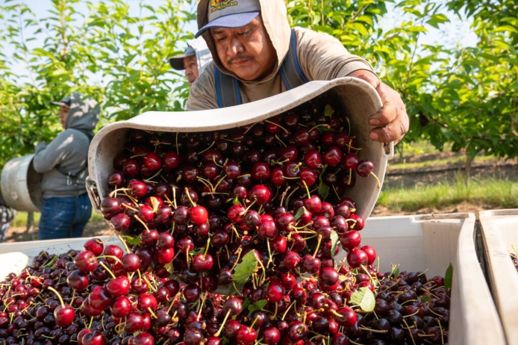 Superfresh Growers extends EFI certification across cherry operations, expanding to full range of crops