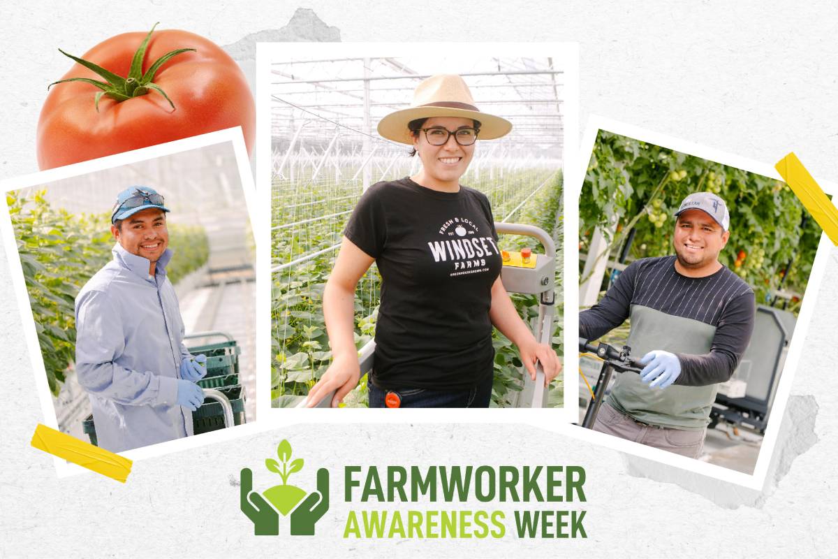 Windset Farms celebrates Farmworker Awareness Week - FreshFruitPortal.com