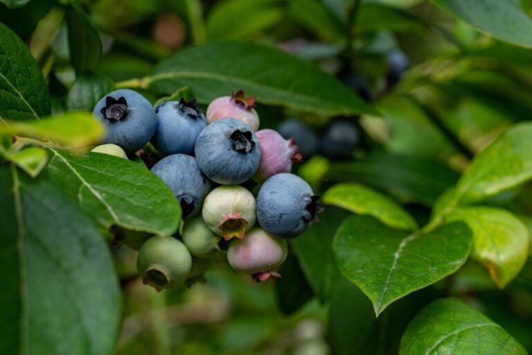 Chilean blueberry export forecast up 2.7 percent as new varieties drive supply shift