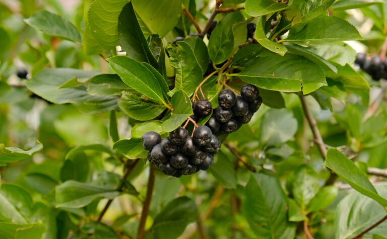 aronia berries on tree