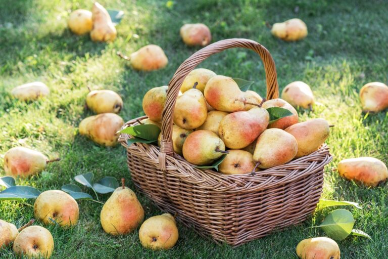 Chinese pears, potentially
