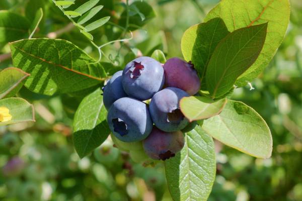 Moroccan blueberry, potentially