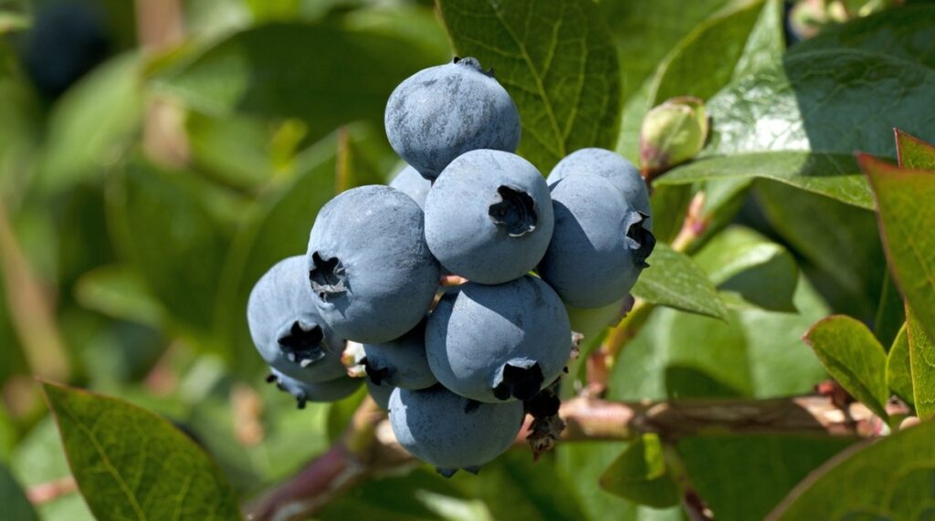 Chilean blueberry sector focuses on quality, post-harvest life, and genetic renewal