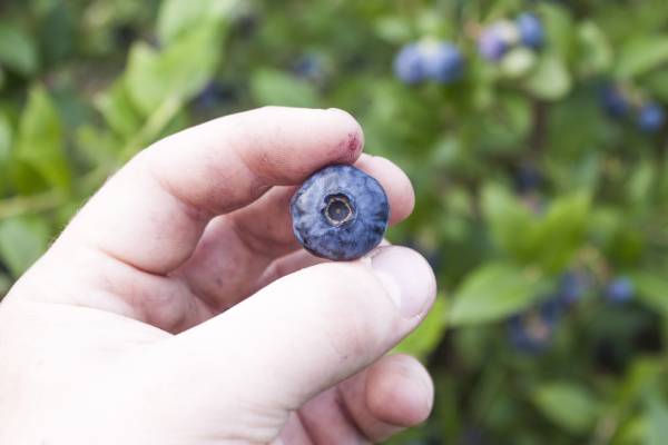 Potentially moroccan blueberry 
