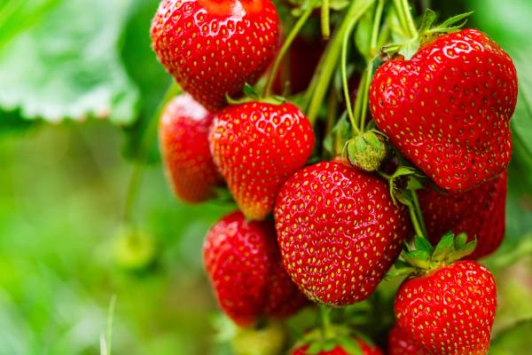 strawberries, potentially mexican and affected by an anti-dumping investigation
