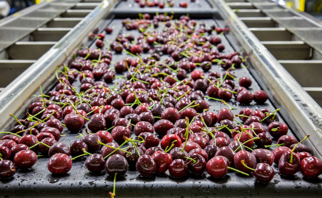 anthocyanins - Dark sweet cherries may slow aggressive breast cancer metastasis