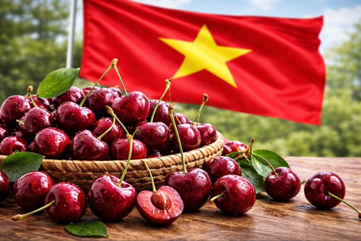 Research shows New Zealand cherries’ strong potential in the Vietnamese market