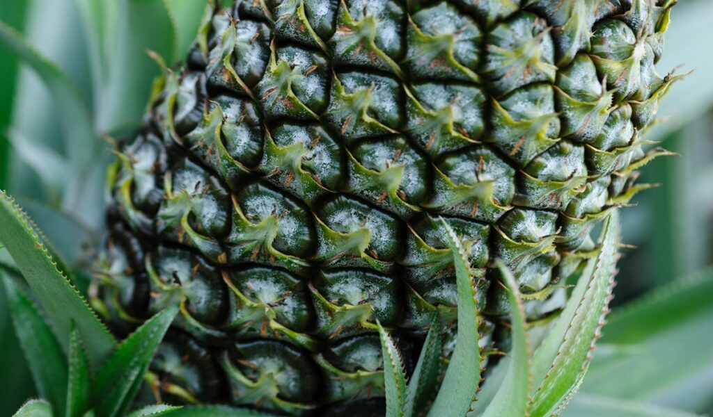Panama pineapples land at Costco in Toronto