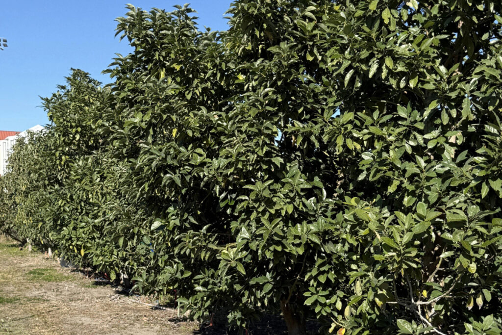University of Florida freeze-defying avocados prove their worth by surviving recent cold snap