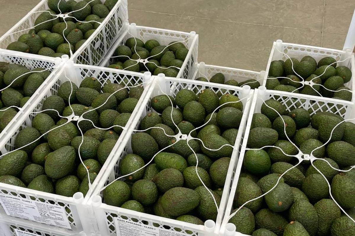 Colombian Hass avocado closes 2025 with positive numbers and strong demand from Europe