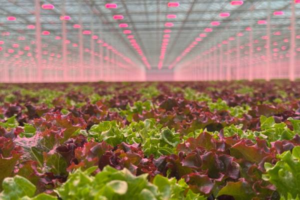 Equinox greenhouse recently acquired by Taylor Farms