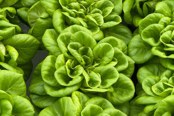 Equinox growers lettuce