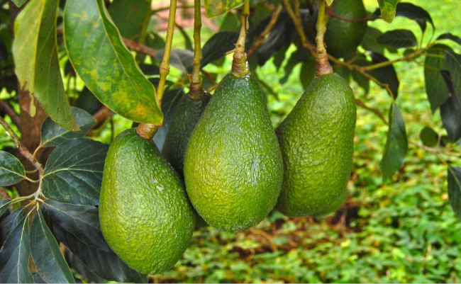 Avocados on a tree branch, potentially of the Beta kind