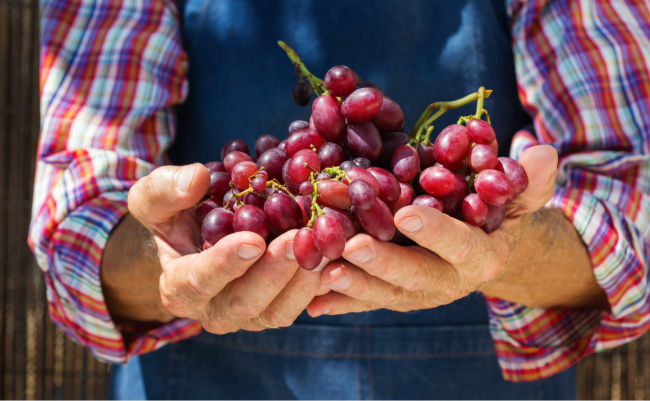 table grape