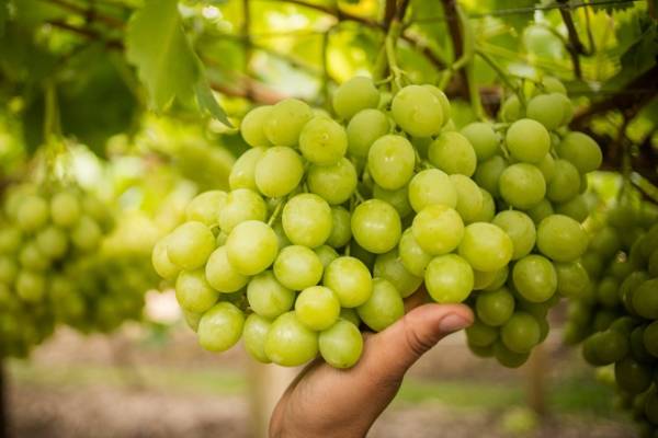 South African table grapes