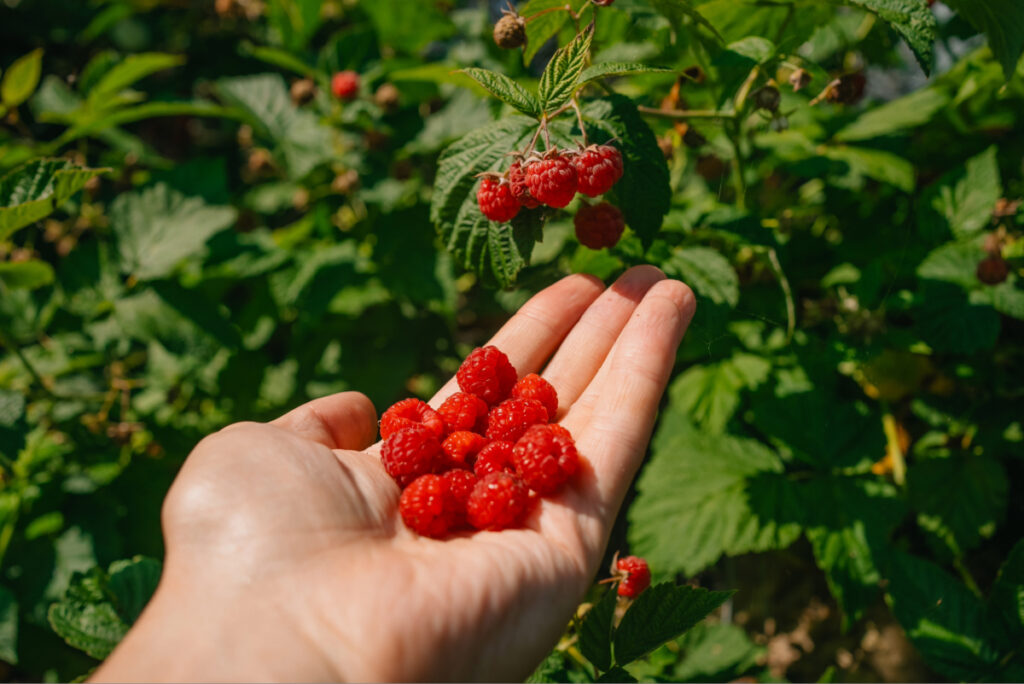 Red raspberries may help cognitive and metabolic health
