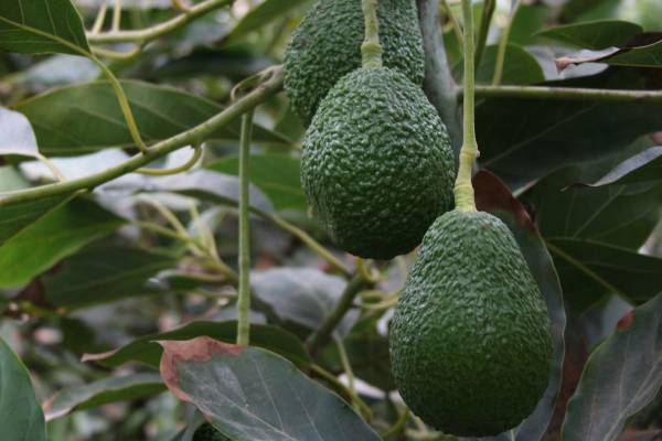 Colombian hass avocado from Corpohass