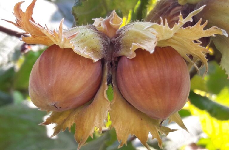 Hazelnuts