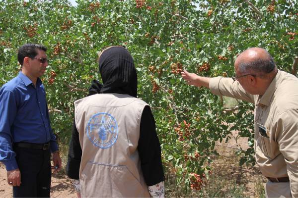 Iranian pistachio grove