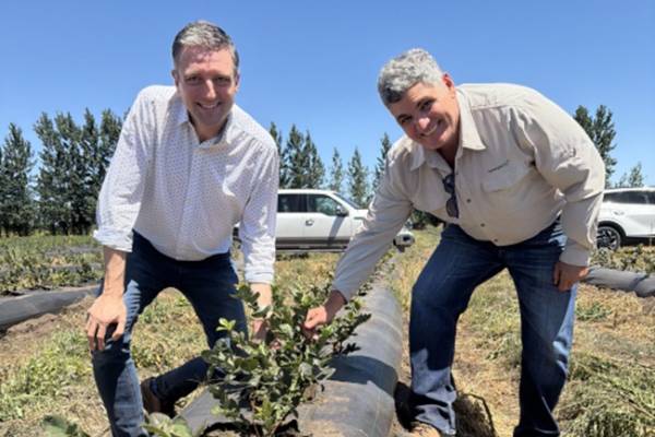 GPG exec assessing chilean blueberries