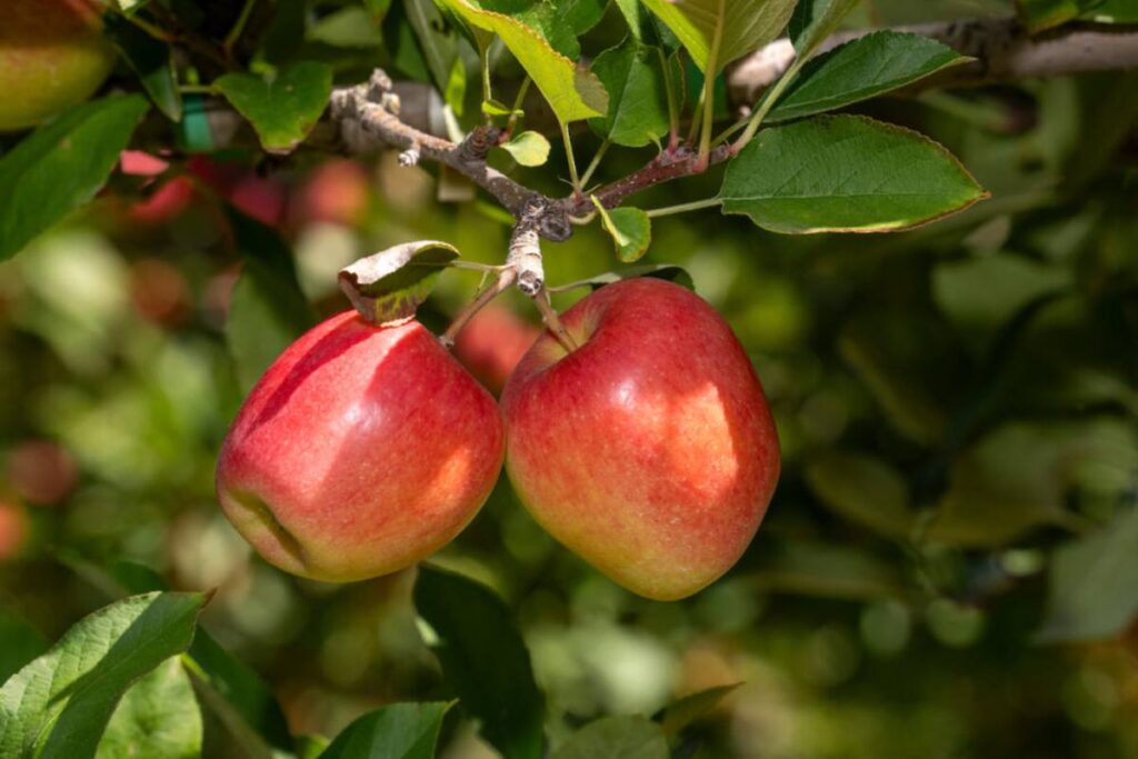 T&G reports strong start to premium apple season thanks to high-quality crop