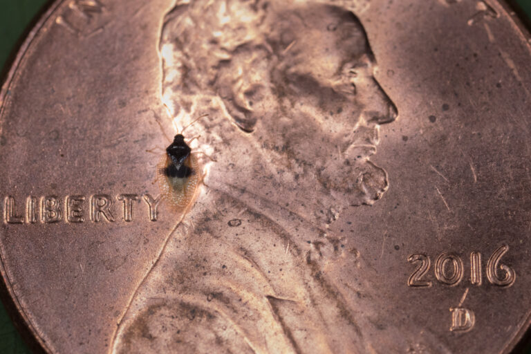 California avocado growers face renewed lace bug threat as second invasion spreads