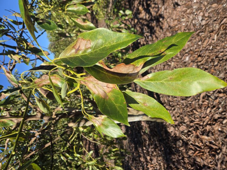 leaves damaged by lace bug
