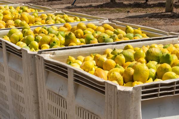 lemon bins, probably argentinian
