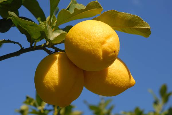 Lemons, probably argentinian