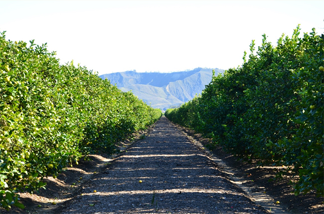 Limoneira reports first quarter 2026 revenue decline