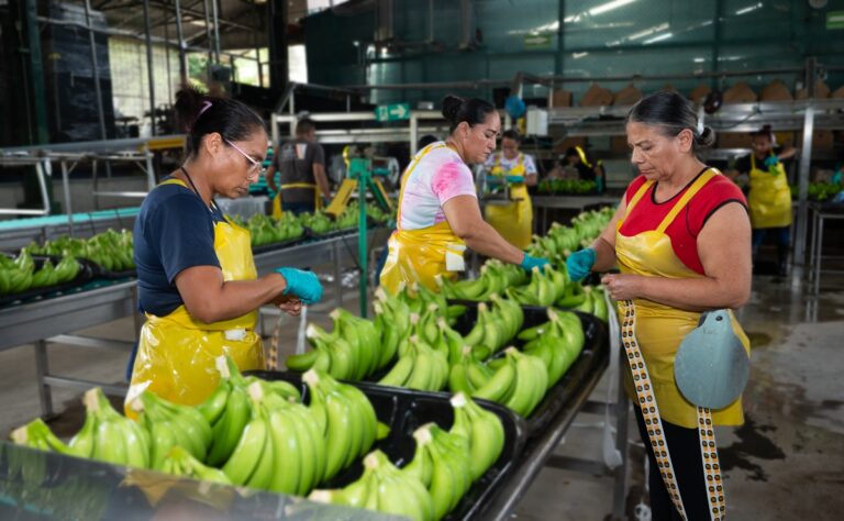 CORBANA banana plant handlers
