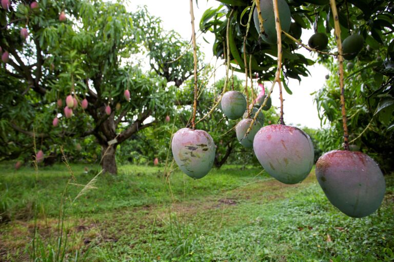 mango orchard tropical fruit in Florida