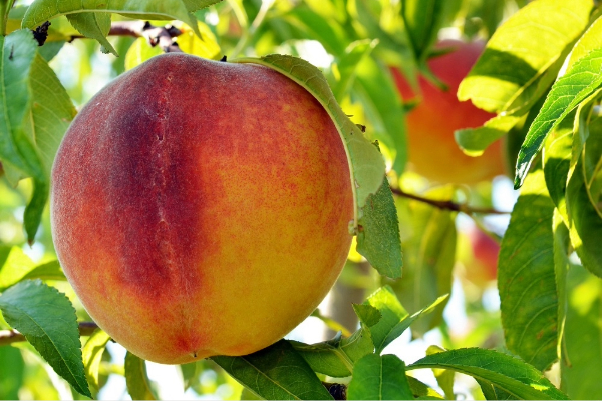 With Del Monte Foods gone, California peach farmers consider orchard removal amid industry turmoil