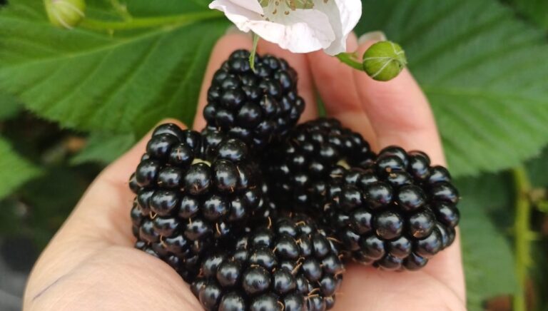 Planasa unveils the Black Yosemite: an extra-early blackberry for global markets