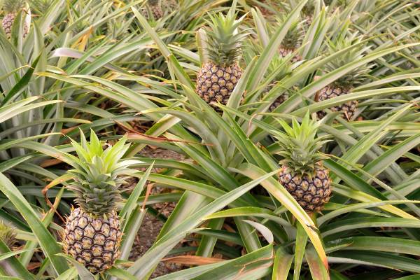 PIneapples from Taiwan